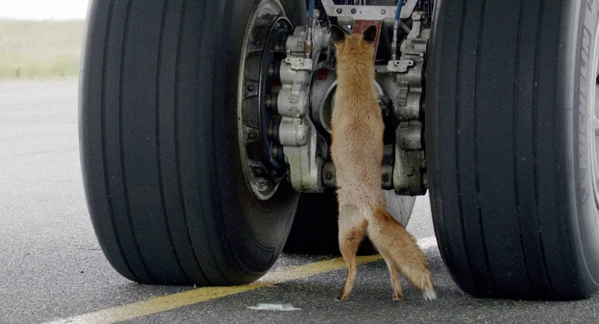 Airport Animal Stories