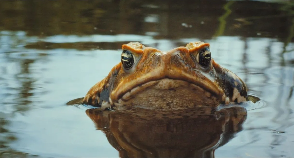 Cane Toads: The Conquest