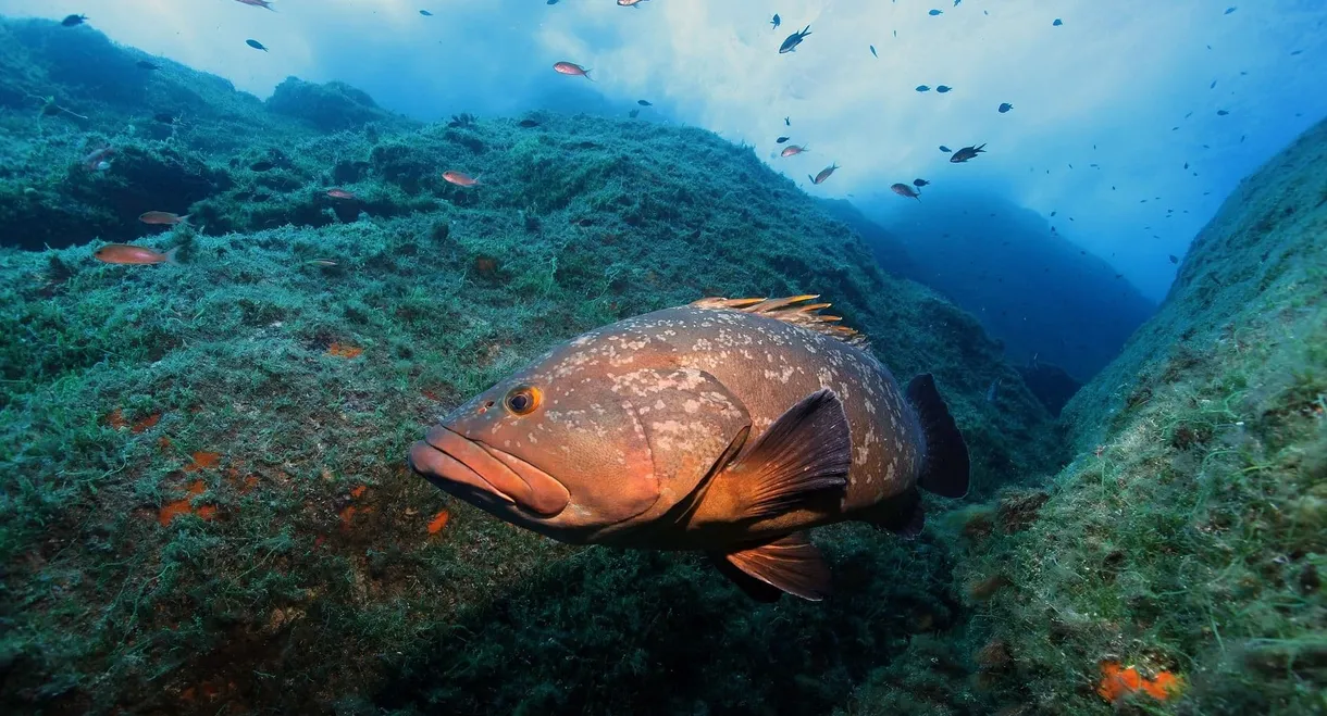 La Méditerranée révélée