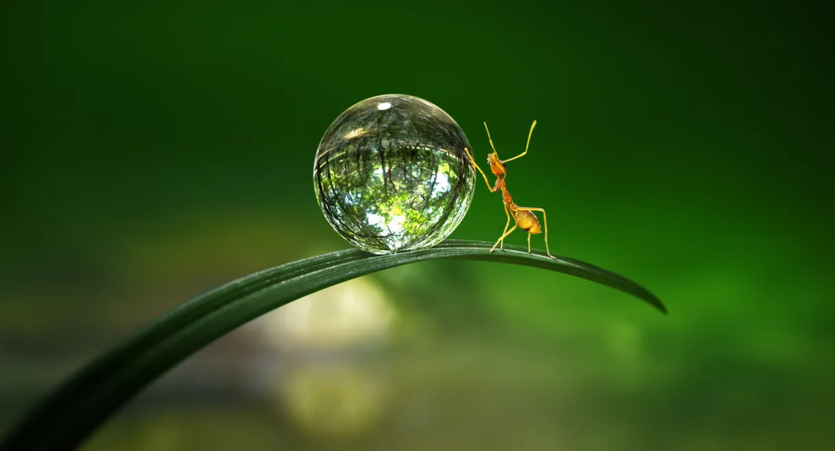 Tiny World