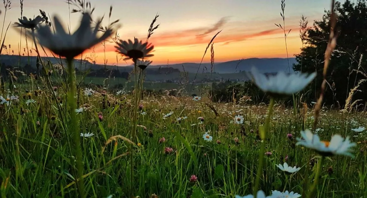 Die Wiese: Ein Paradies nebenan