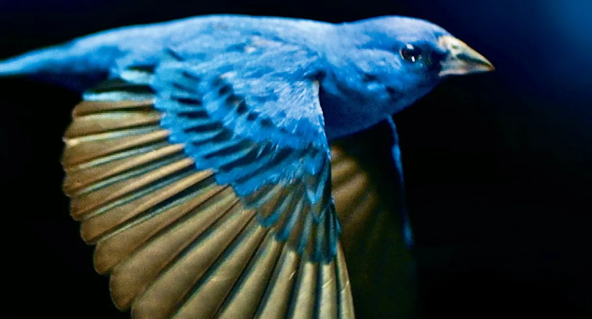 The Messenger