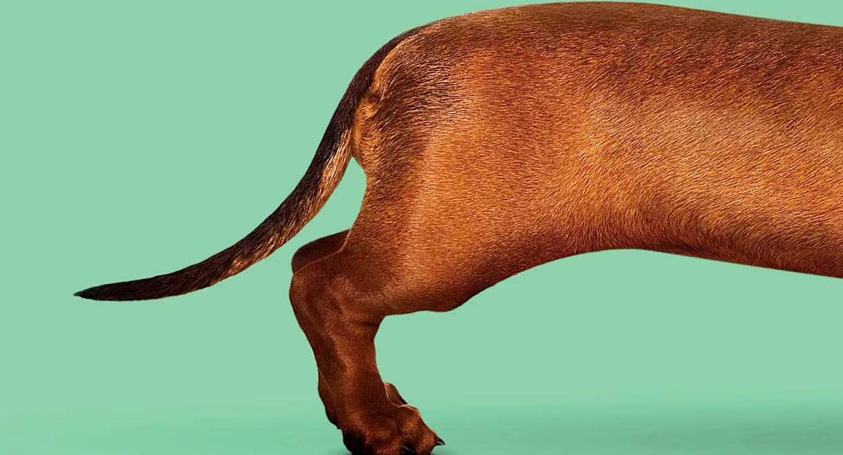 Wiener-Dog