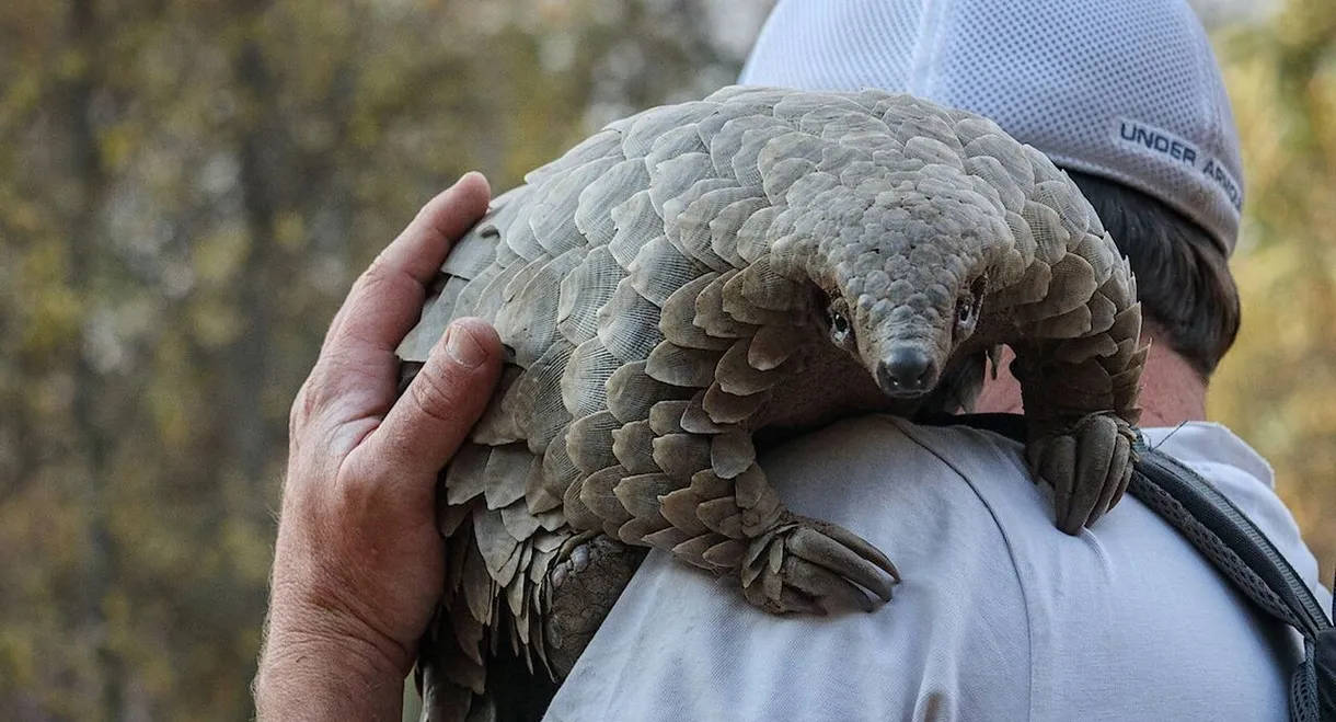 Pangolin: Kulu's Journey