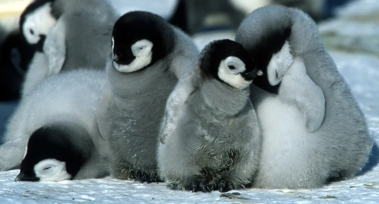 March of the Penguins