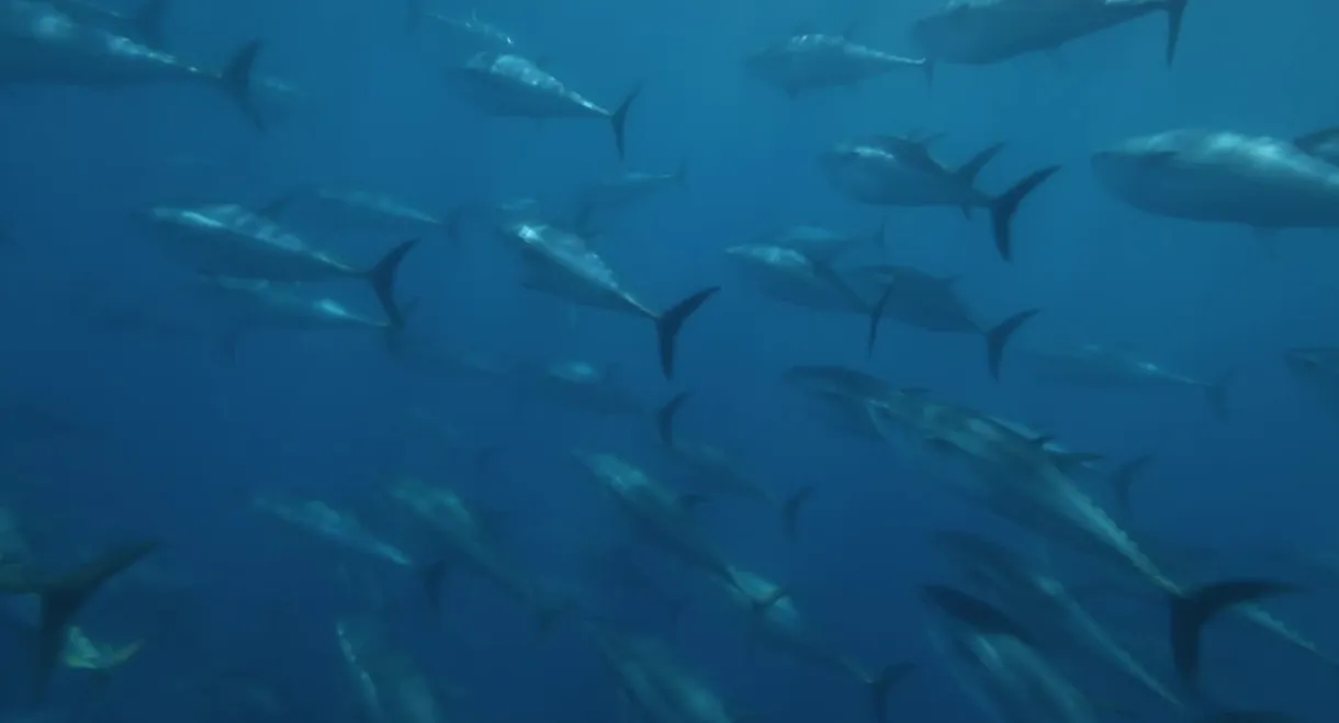 Superfish: Bluefin Tuna