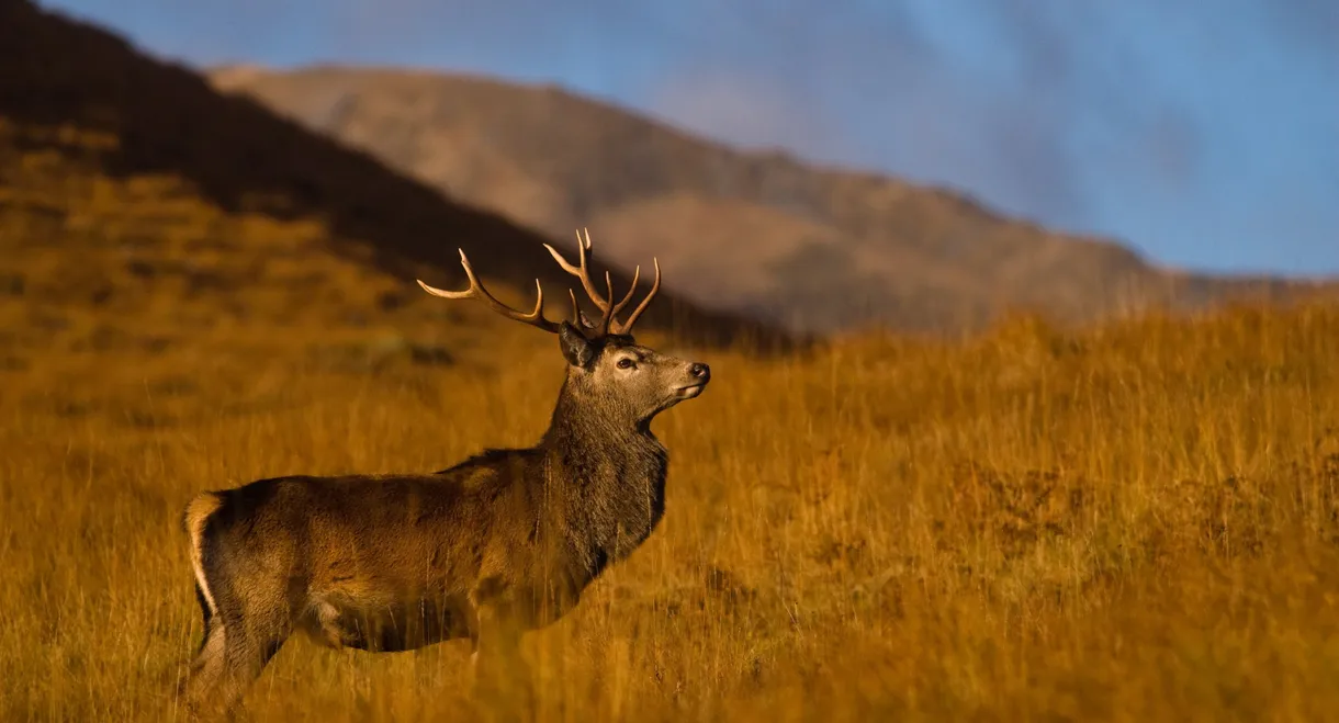 Highlands: Scotland's Wild Heart