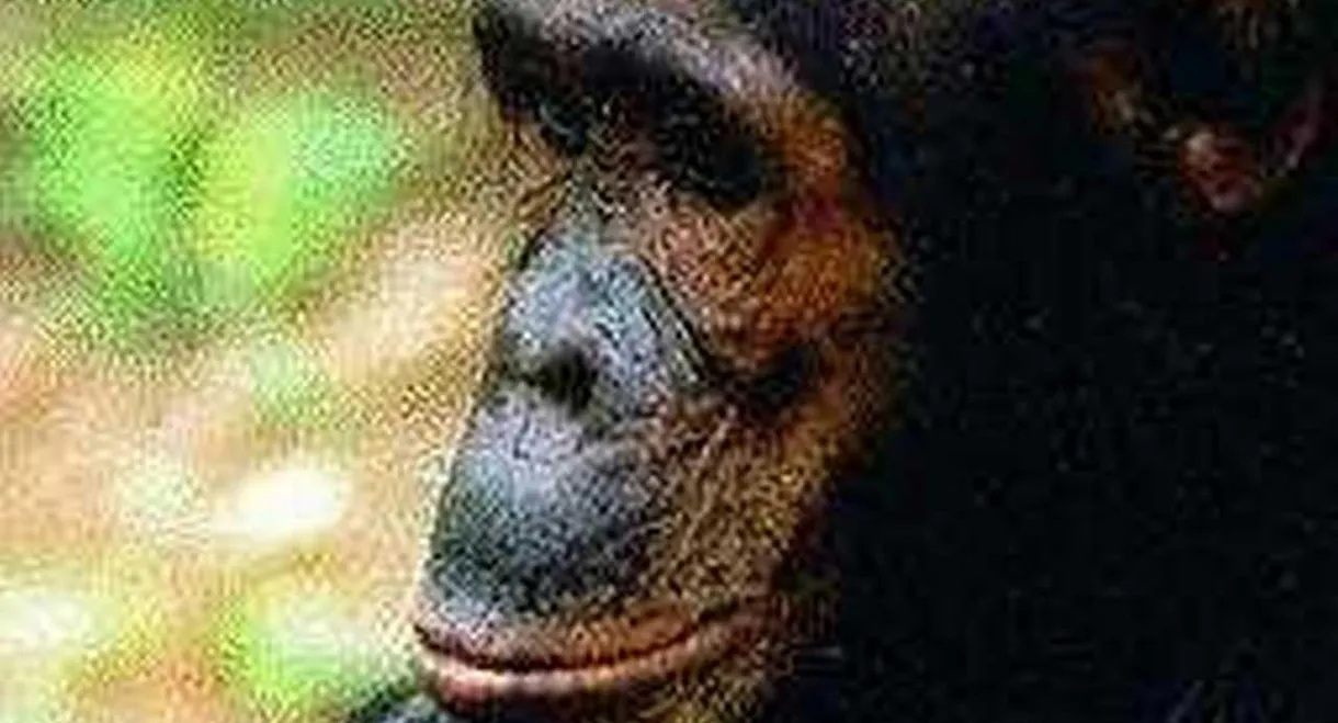 People of the Forest: The Chimps of Gombe