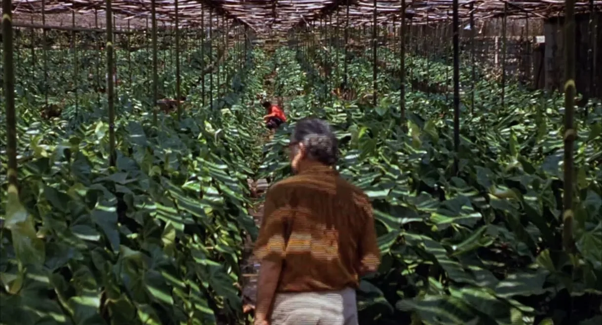 Landscape Film, Roberto Burle Marx