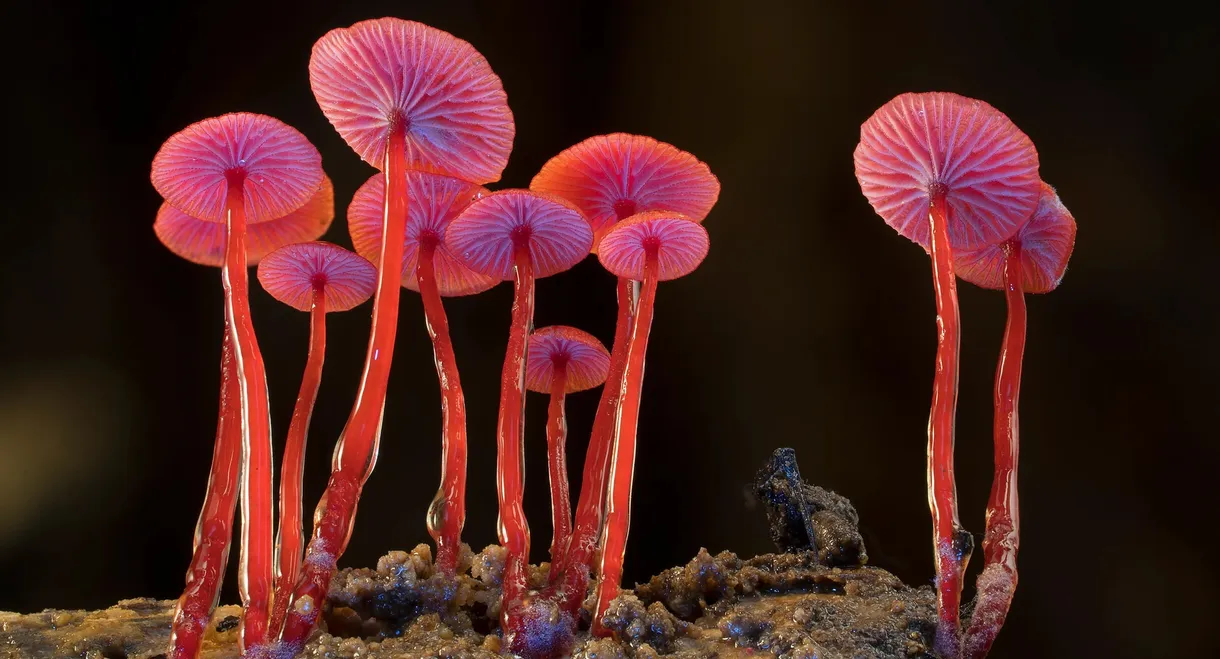 Fungi: The Web of Life