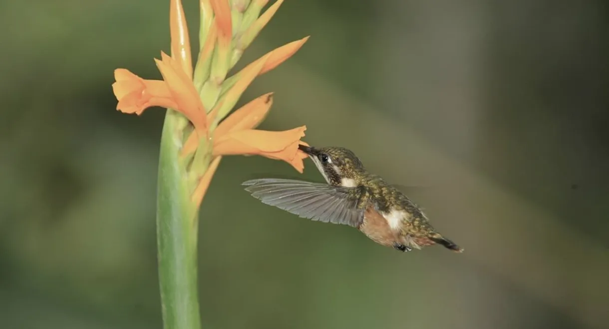 Hummingbirds: Jewelled Messengers