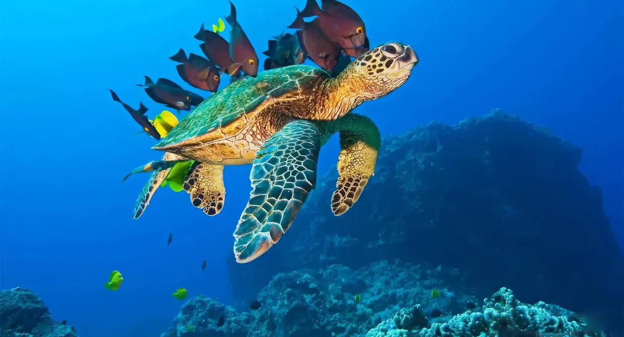 OceanWorld 3D