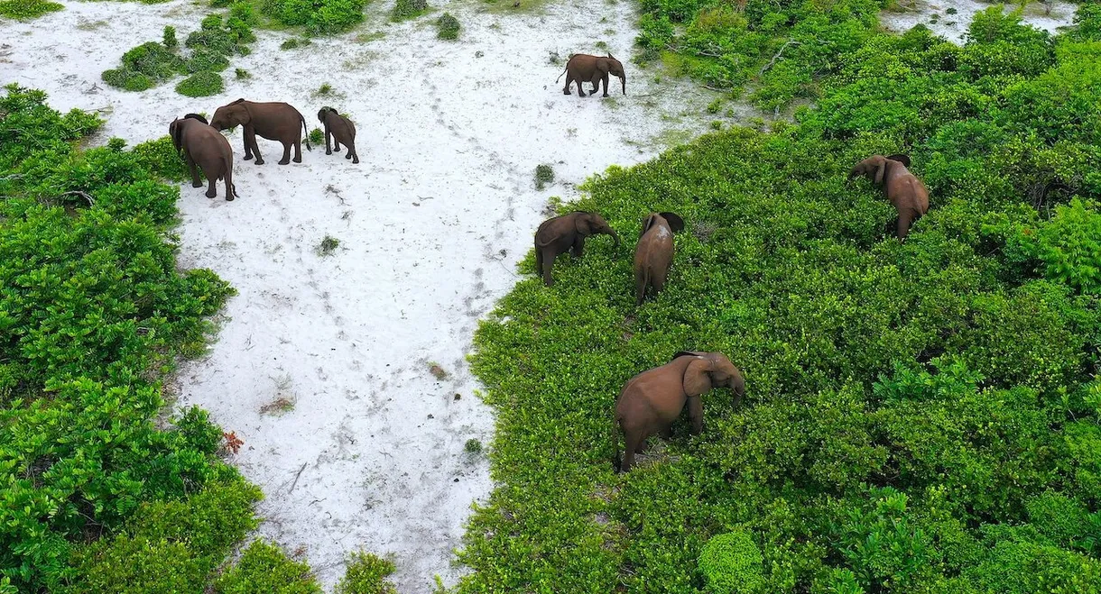 Rainforest First: Climate Protection in Central Africa
