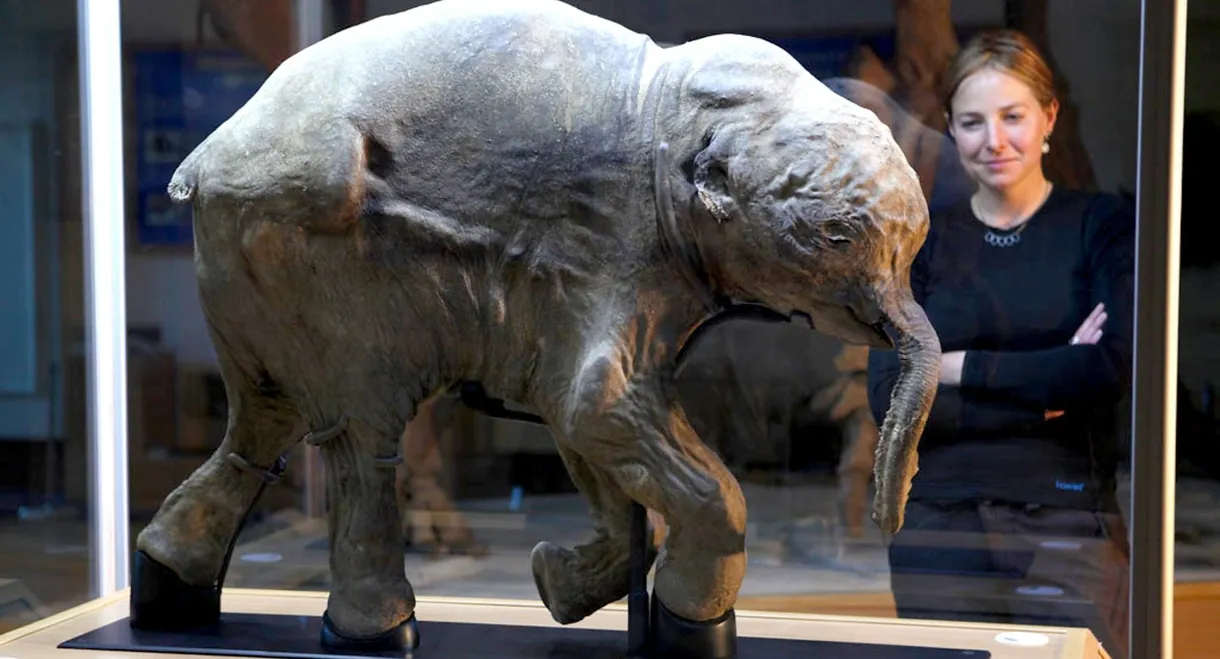 Woolly Mammoth: Secrets from the Ice