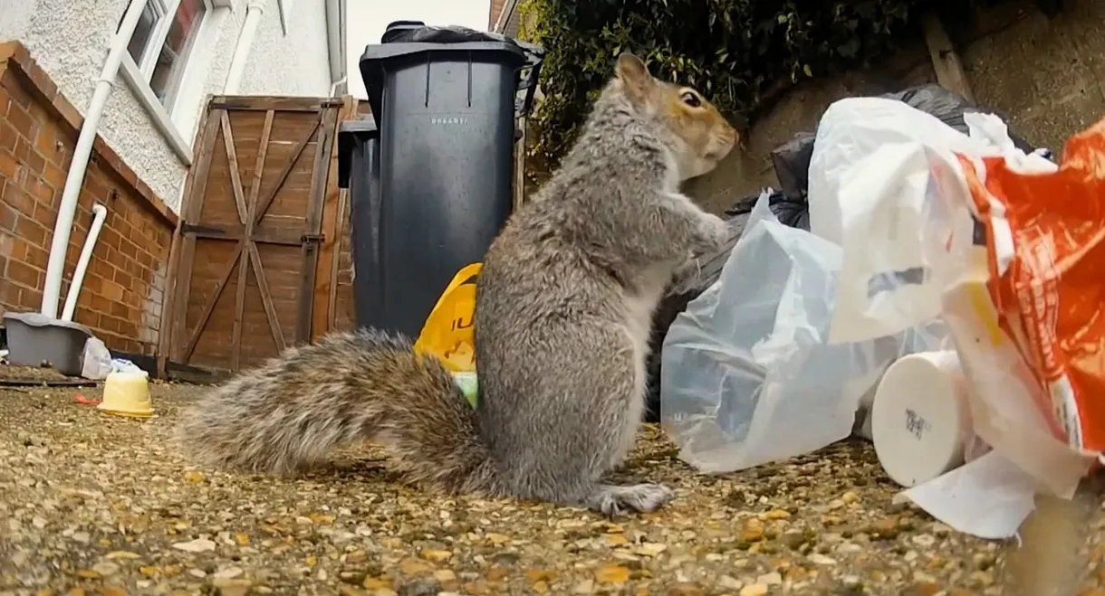 Nature's Boldest Thieves