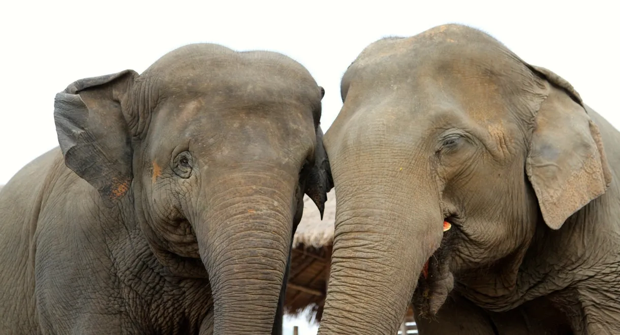 Elephant Tales