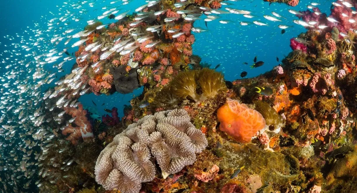 Les sentinelles de la Grande Barrière de Corail