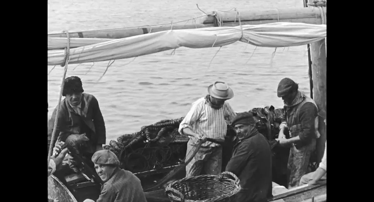 Sardine fishing