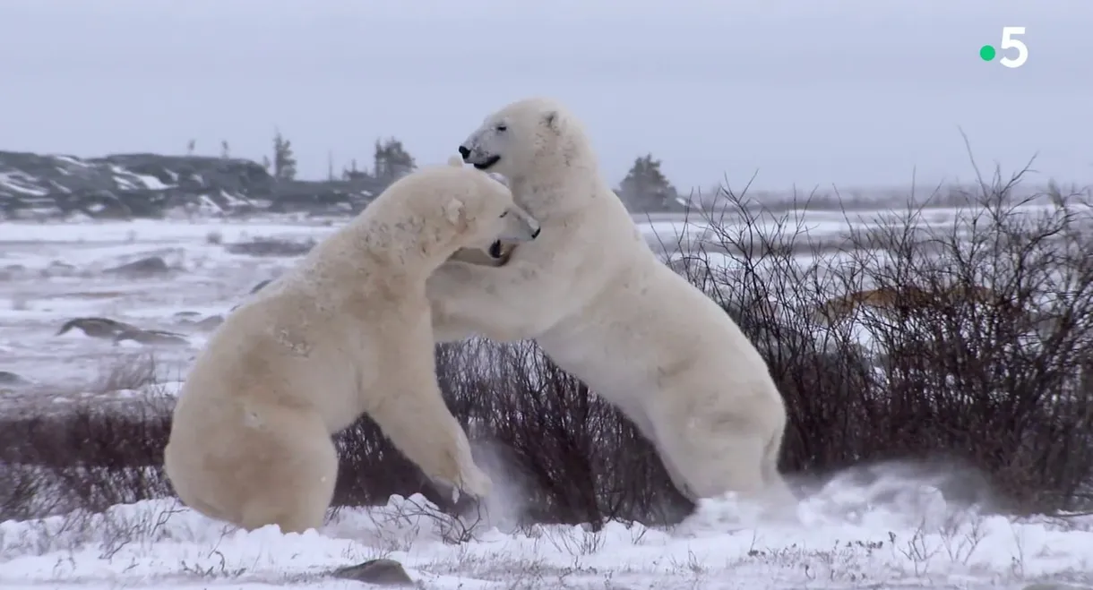 L'homme qui aimait les ours