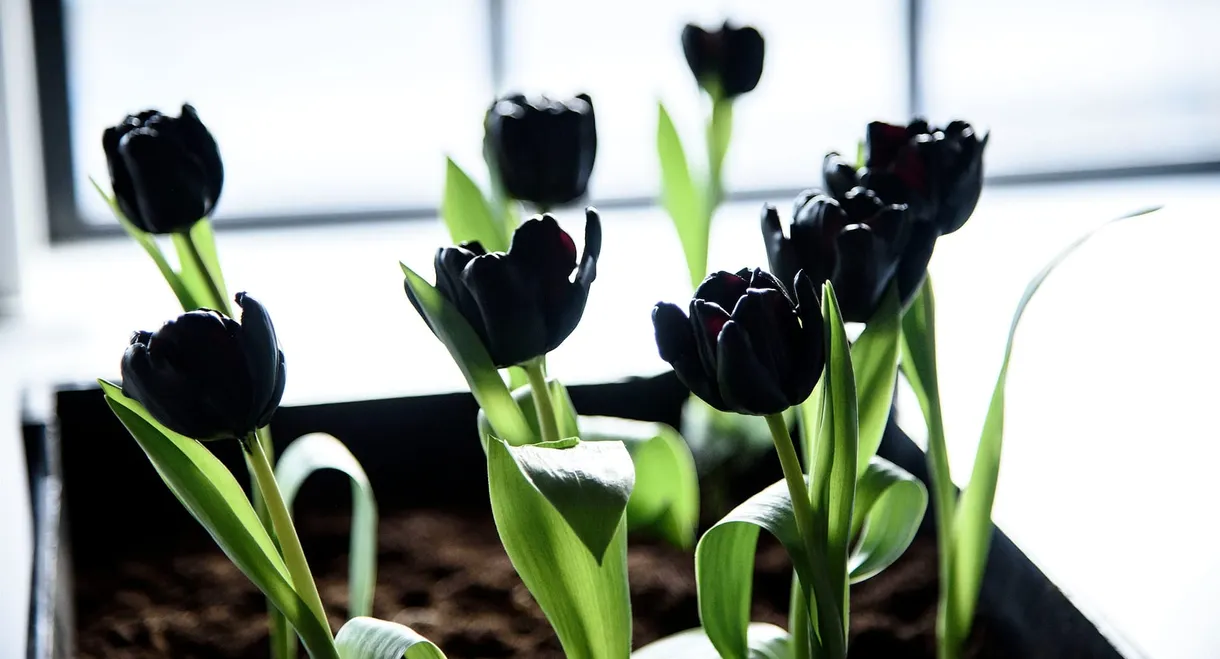 Black Tulip