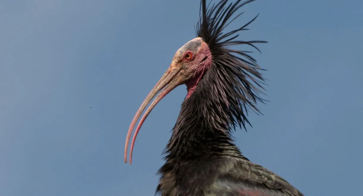 Der Waldrapp: Zugvogel im Aufwind