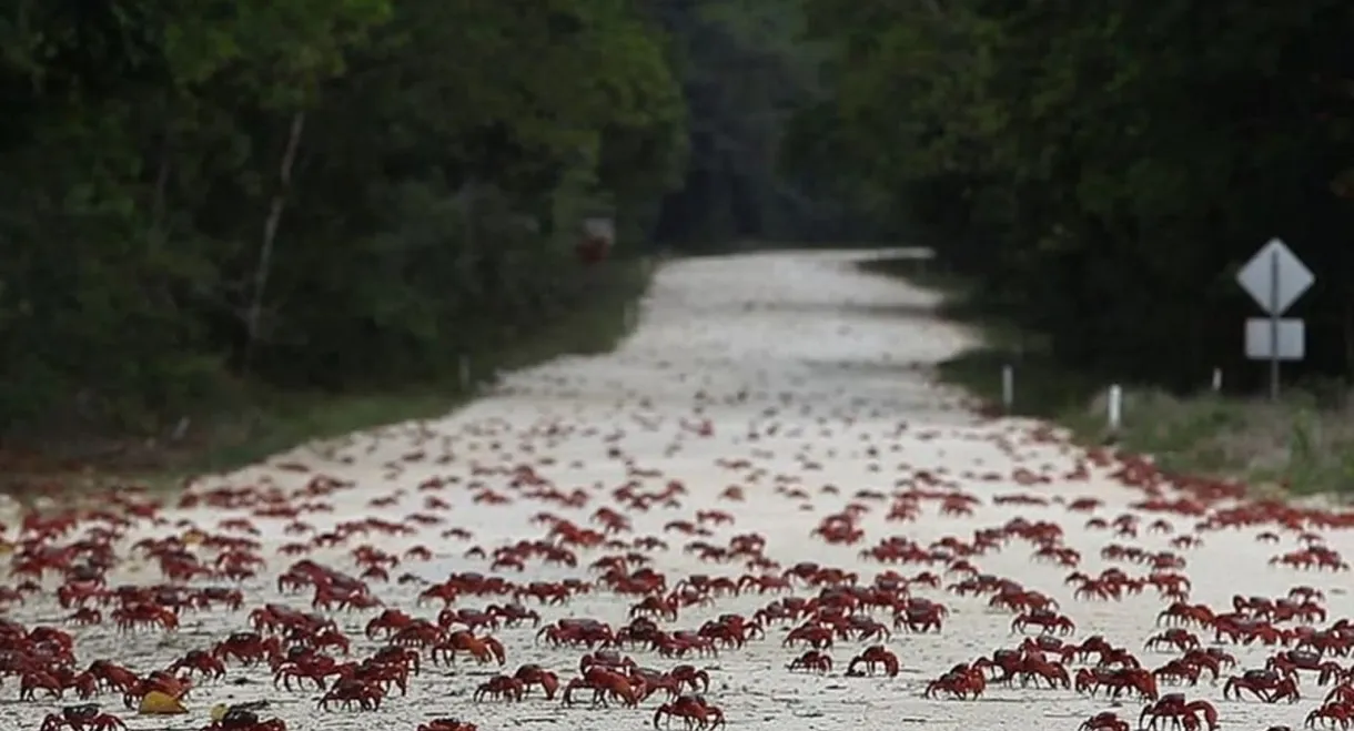 Island of the Hungry Ghosts