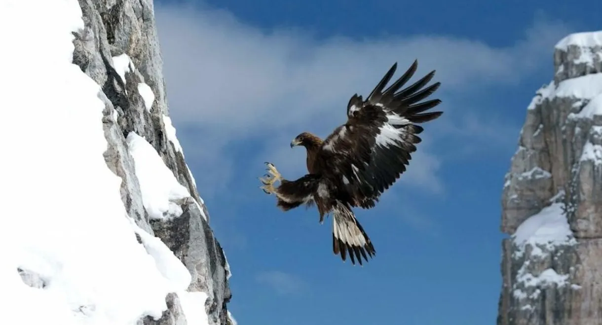 L'aigle royal, seigneur des Alpes