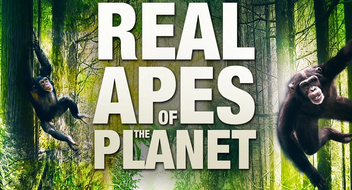 The Real Apes of the Planet