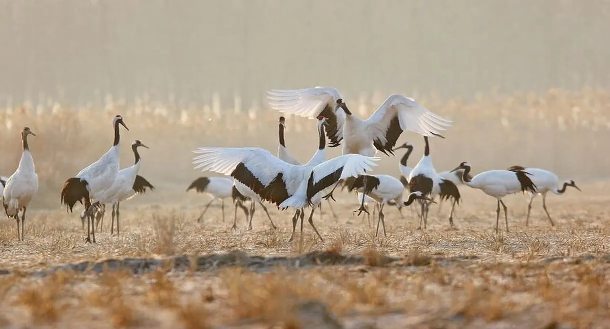 Rare Survivors China's Iconic Wildlife