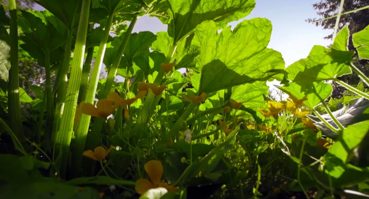 The Marvelous Wild World of the Vegetable Garden