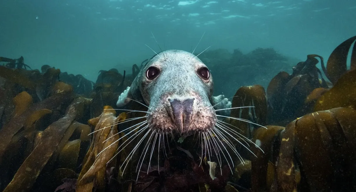 North Sea – Nature Untamed