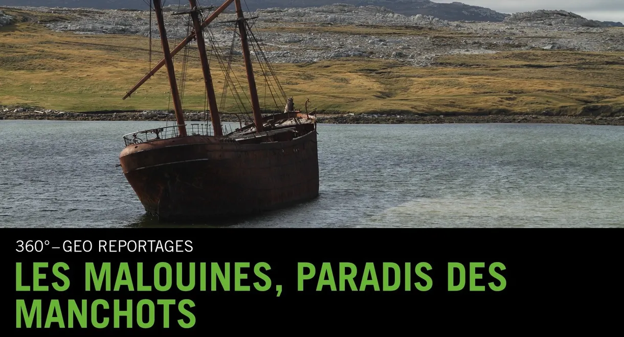 Falklandinseln : Pinguine auf dem Vormarsch