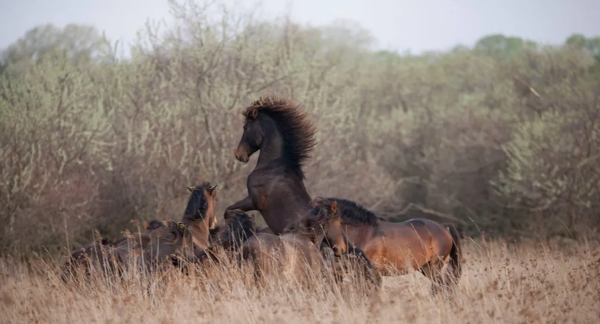 Untamed Romania