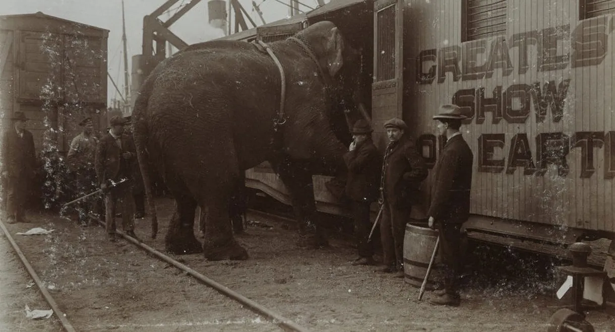 The Tragic Story of Fritz the Elephant