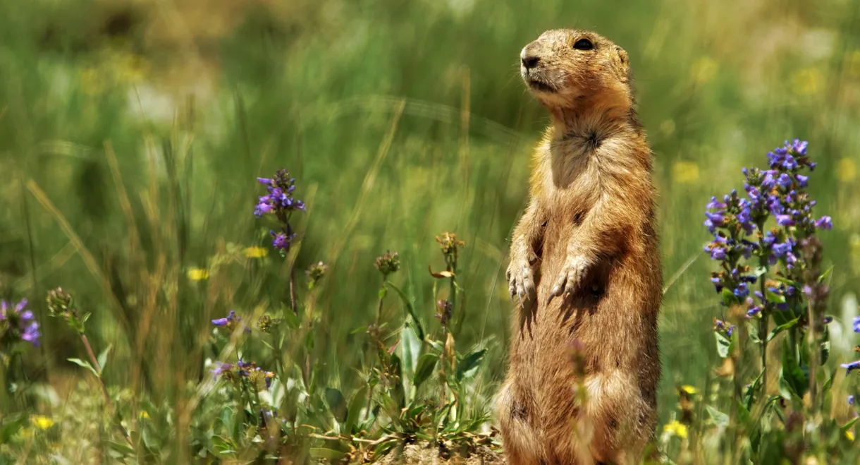 Prairie Dog Manor