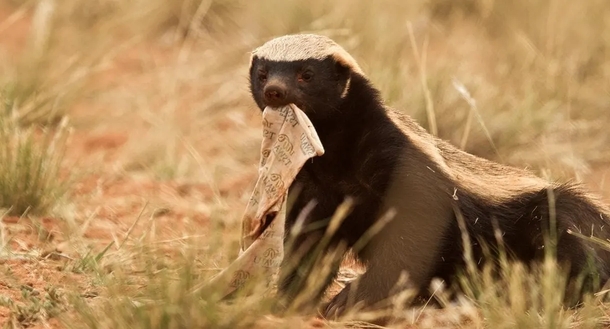 Ultimate Honey Badger