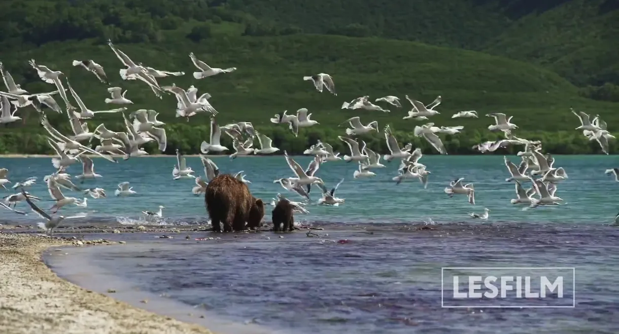 Kamchatka Bears. Life Begins