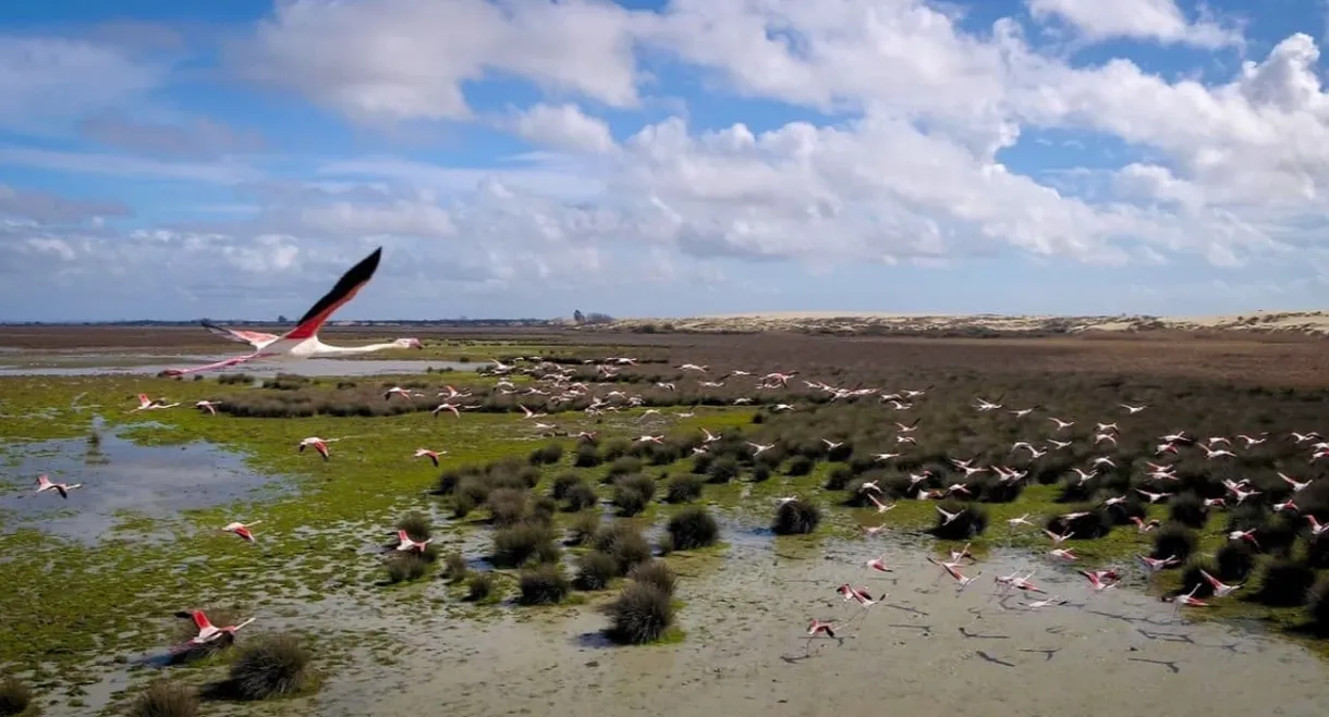 Wetlands: The Legacy of Luc Hoffmann