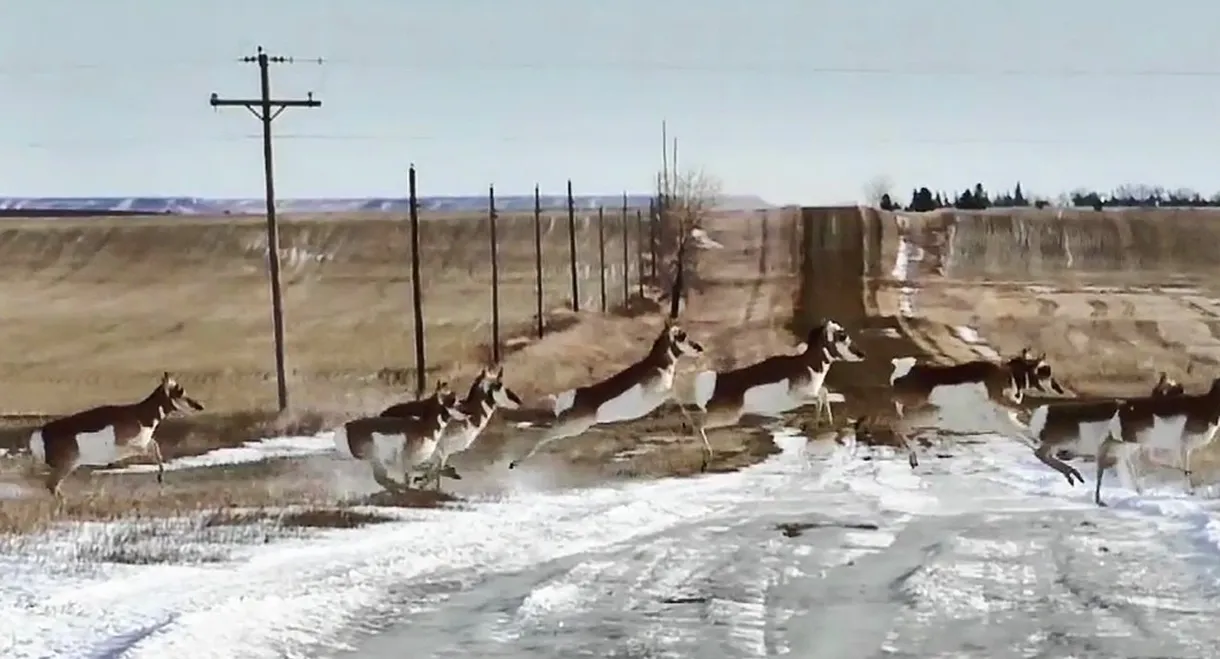 Antelopes