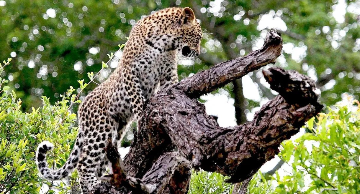 The Magic of the Leopard