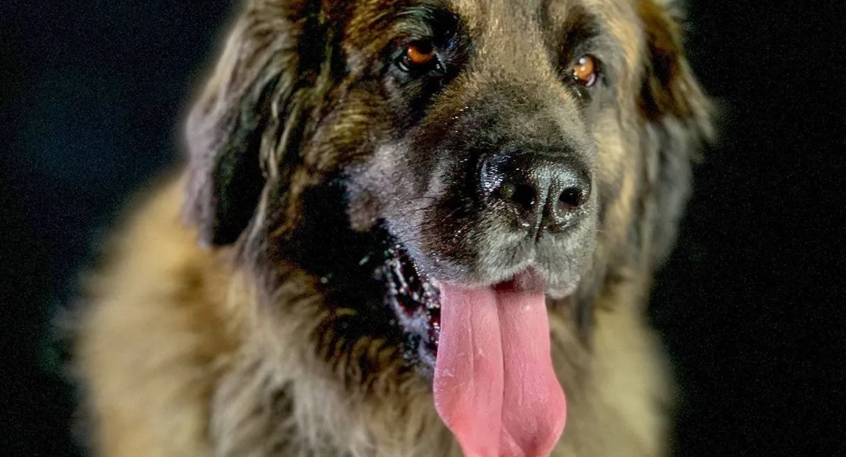 Comment le chien a conquis le monde