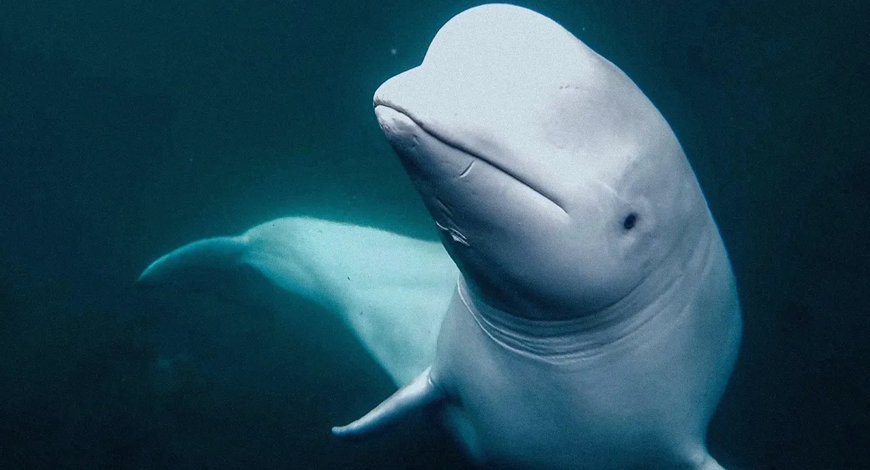 Secrets of the Spy Whale