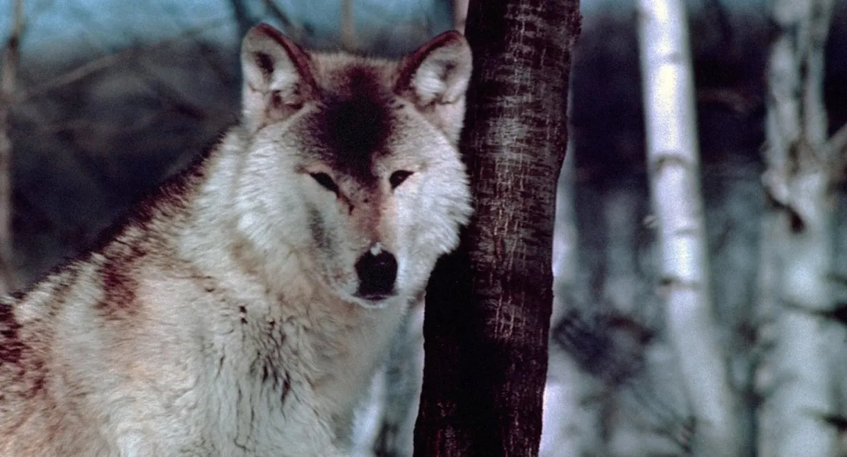 Wolf Pack