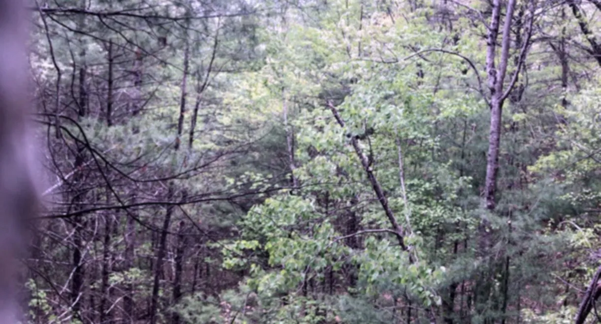 Millstone Woods May 2018