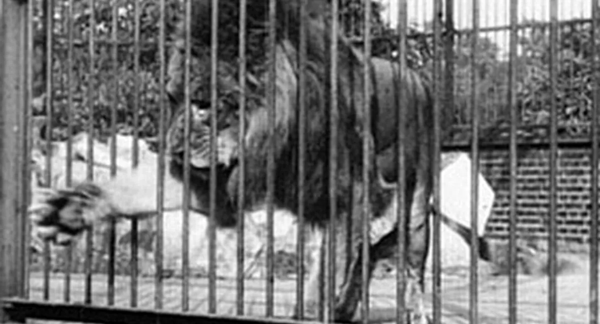 Lion, London Zoological Gardens