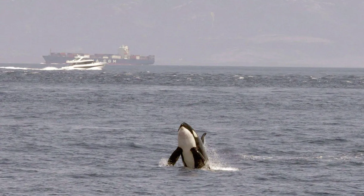 Watch Out for Orcas! Danger Off Gibraltar?