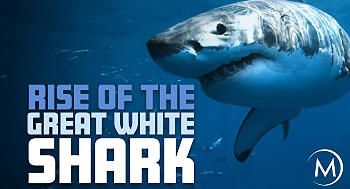 Rise Of The Great White Shark