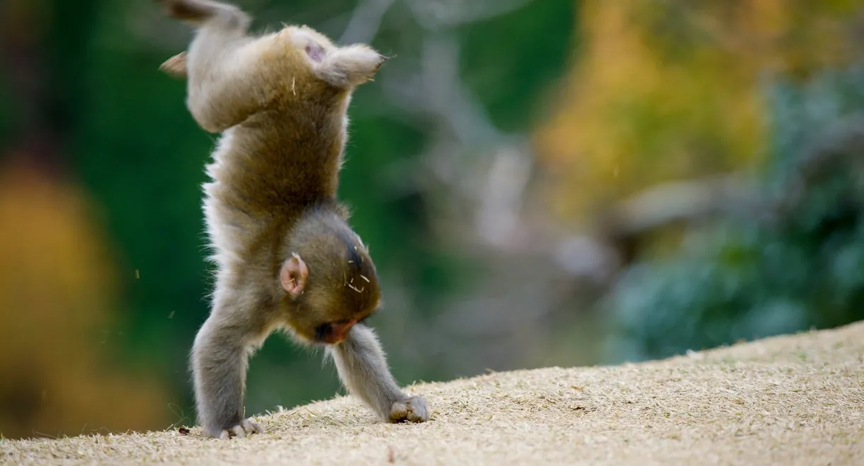Animals at Play