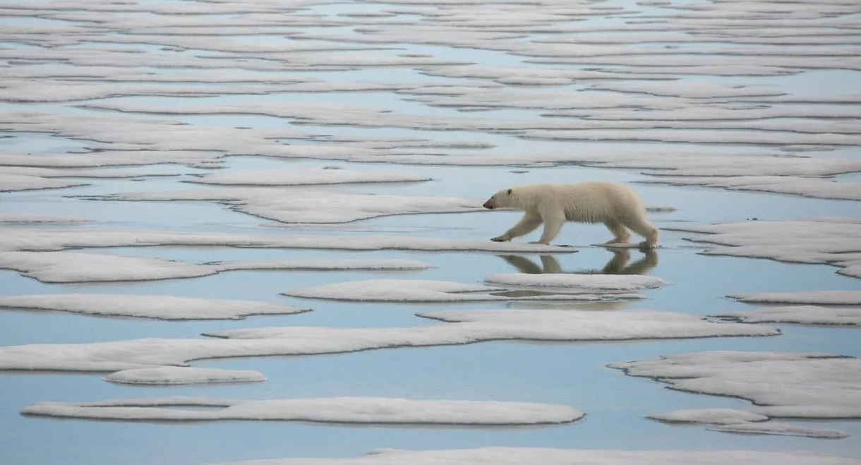 National Geographic : Le Royaume de l'ours polaire