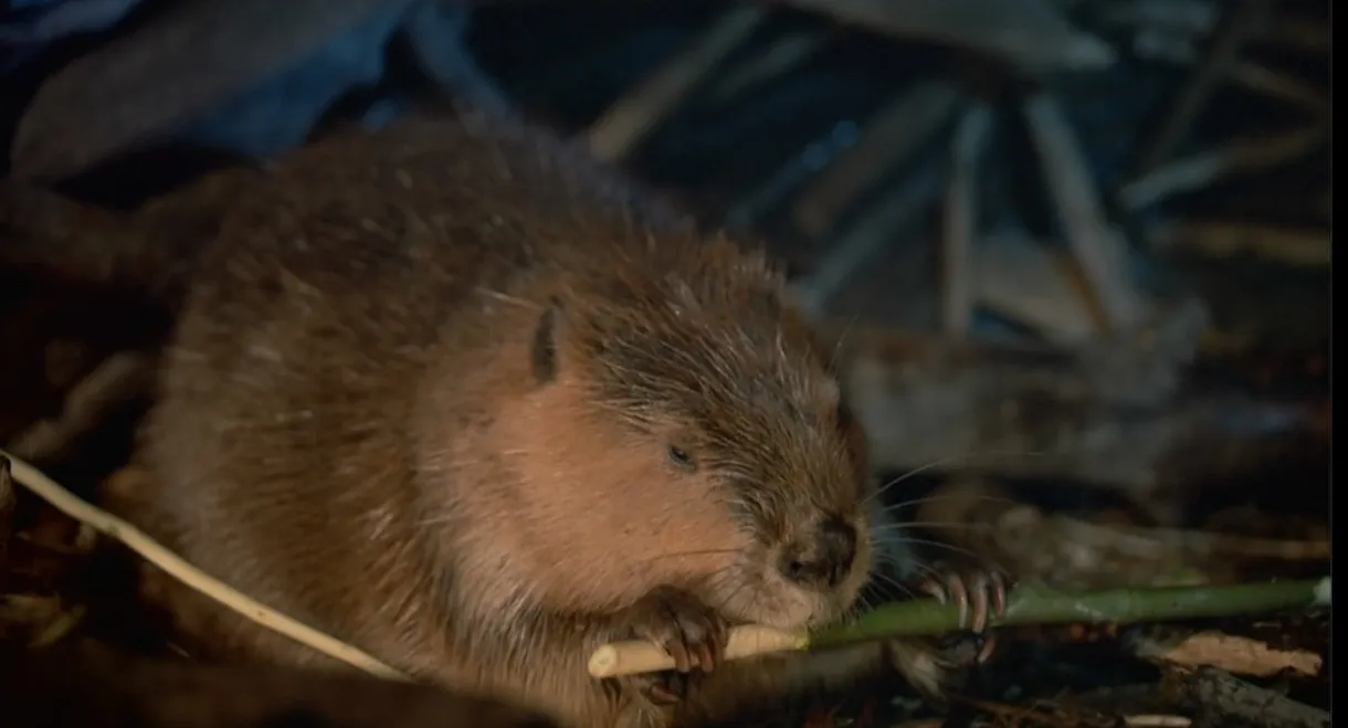 Beavers